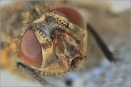 <p>MOUCHA DOMÁCÍ (Musca domestica) ---- /Housefly - Stubenfliege/</p>